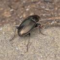 Amara sp (Common Sun Beetle).jpg